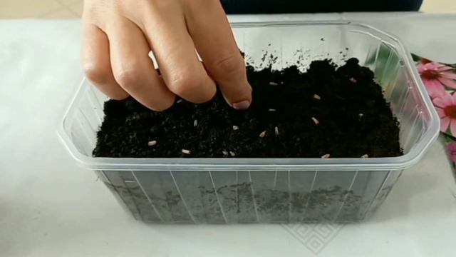 Как посадить семенами лобелию, портулак, львиный зев, эхинацею, рудбекию, гвоздику смотреть онлайн