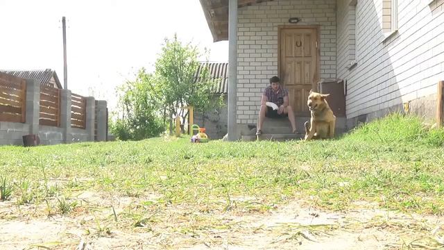 "Возьми себе друга": акция-раздача животных пройдет 3 сентября в Пинске смотреть онлайн