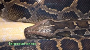 Нижегородский ЭКЗОТАРИУМ