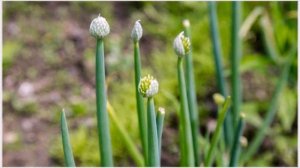 Как хранить лук севок до посадки весной температурные условия и подходящая тара