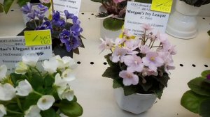 Выставка фиалок в Доме Фиалок в Москве (Московские коллекционеры) #выставкафиалок #фиалки #домфиало