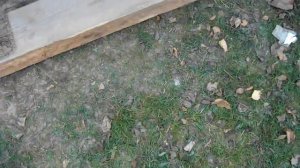 вот что бывает ,когда не кладут между кирпичом и деревом гидроизоляцию