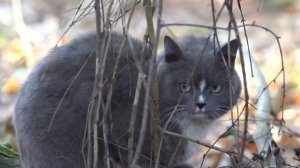 Как гуляют кошки  4К