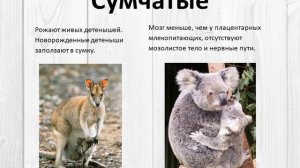 Звери (млекопитающие)