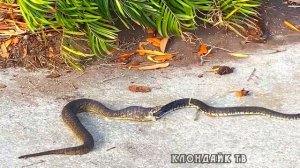 Барс сбросил козла со скалы. Сборник редких кадров. Клондайк тв