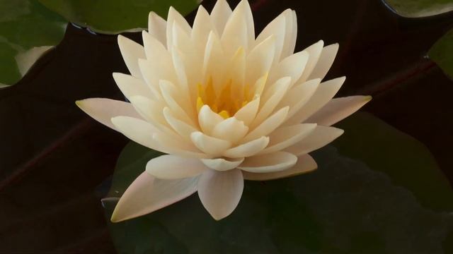 Белая лилия альбатрос распускается в пруду White waterlelie, Nymphaea Albatros смотреть онлайн