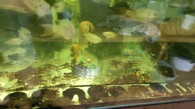 Воздушная голодовка забился распылитель... смотреть онлайн