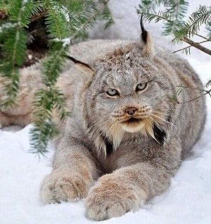 приколы с котами