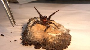 The Australian Funnel-web Spider with Craig Adams