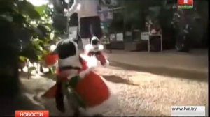 Парад пингвинов в японском зоопарке