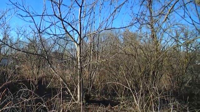 Подрезание яблонь на даче весной. смотреть онлайн