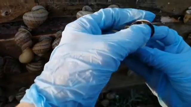 Улиточная ферма в Беларуси!!! Как собирать улитку со щита? Ферма улиток "Снэйлсэко" Брест, Беларусь смотреть онлайн