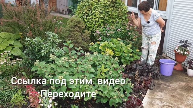 Крупнолистная гортензия уход смотреть онлайн