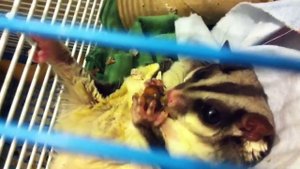 Сахарный поссум! Как это мило!