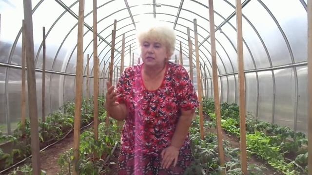 Подкормки томатов - какие, когда и сколько раз?