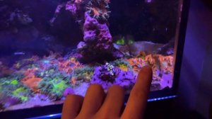 Rock Flower Anemone - Care, placement, breeding