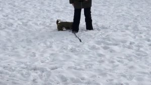 Дрессировка джек рассел терьера.