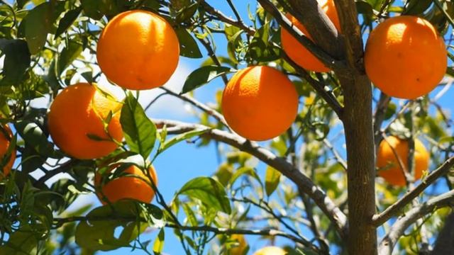 Почему фрукты меняют свой вкус и цвет? смотреть онлайн