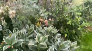 ВАРИЕГАТНАЯ ГОРТЕНЗИЯ ОСЕНЬЮ 19.10.23.