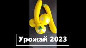 Урожай 2023 - кабачки и патиссоны.  (2)