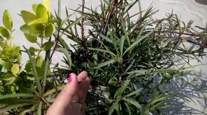 329 - How to grow n care MAXICAN PETUNIA - summer flower (Hindi /Urdu) 8/3/17