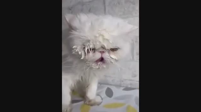 Приколы с животными,озвучка,смотреть до конца,смех до слез ЧАСТЬ 1
