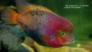 Cichlasoma synspilum (redhead cichlid, цихлазома радужная)