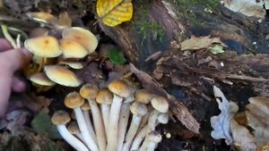 iZ Отличие ложных опят от осенних опят Как отличить зимние ложные опята? mushroom difference 201410
