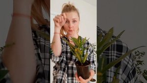 Кодиеум Санни Стар / Кротон - Как ухаживать? Как поливать? Особенности