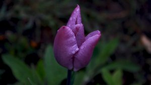 Купить луковицы Тюльпанов. Тюльпан Purple Dream / Перпл Дрим.