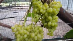 Виноград кишмиш Цимус