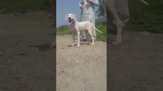 My new dog Gul dong /buly gul terror смотреть онлайн