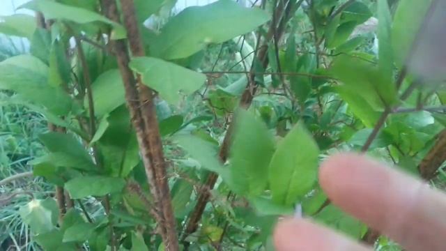 КОБЕЯ выращенная из семян/цветение/ смотреть онлайн