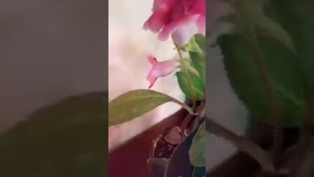 Цветок Глоксиния {Синнингия} - семейство геснериевые.