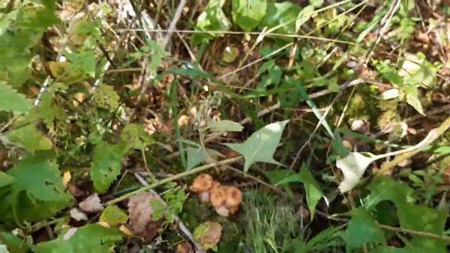 Опята Грибы Рецепт маринованных опят Следы медведя Опята поперли! смотреть онлайн