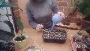 БУДДЛЕЯ В ДОМАШНИХ УСЛОВИЯХ. БУДДЛЕЯ ЧЕРЕНКОВАНИЕ .