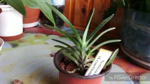 Орхидея неофинетия фальката и горшочек дома.