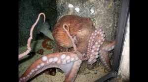 У осьминога 3 сердце? || Факты об осьминоге || Интересные факты