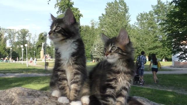 Котята мейн кун   2 месяца   на прогулке