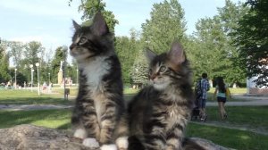 Котята мейн кун   2 месяца   на прогулке