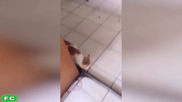 Мышь против кота смотреть онлайн