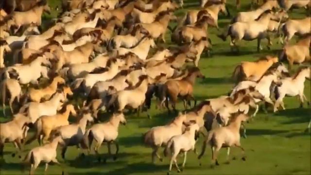 Арабская музыка Dj