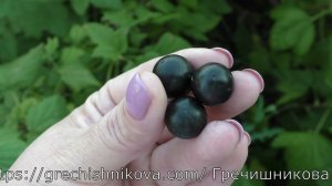 ЛАДУШКА сладкий сорт черной смородины раннего срока созревания