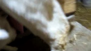 доильный аппарат