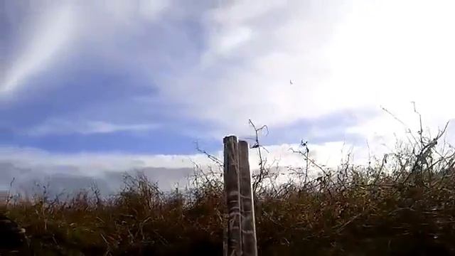 Охота на гусей и утка смотреть онлайн