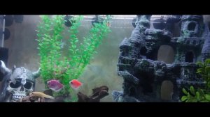 Аквариум AQUAEL LEDDY SET PLUS DAY & NIGHT 2.0 75 белый (105 л) с фильтром TETRA EX 1000 PLUS