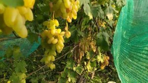Днепровская Ривьера и Дубовский розовый формы винограда