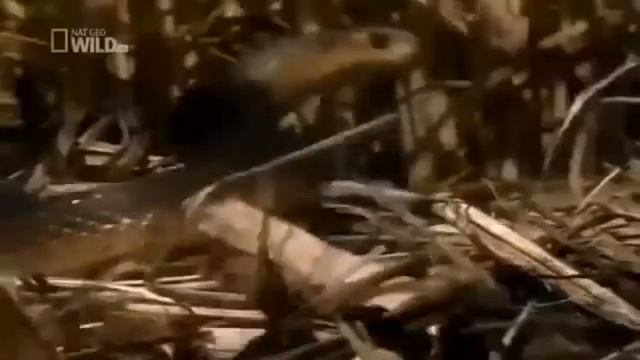 The Most Dangerous Snakes : Taipan The Venomous Australasian Snake ! смотреть онлайн