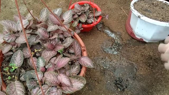 How To Propagate Episcia смотреть онлайн