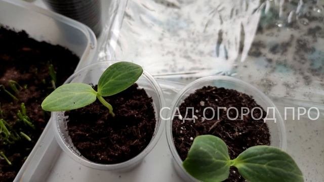 ЩЕПОТКА ЭТОГО И РАССАДА НЕ БОЛЕЕТ НИКОГДА! ВСЕГДА КРЕПКАЯ И УРОЖАЙНАЯ!